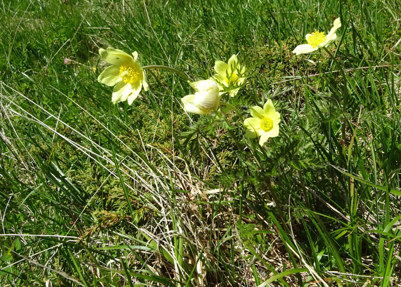 Catena dei Lagorai...da Pergine al Passo del Manghen